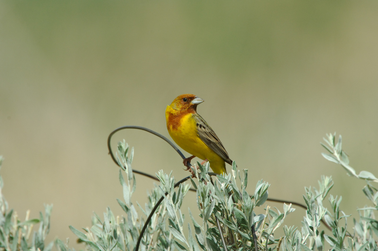 image Red-headed Bunting